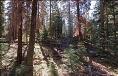 Northern California Modoc County 0.94 Acre Property! Great Recreational Investment! Low Monthly Payment!