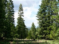 California Modoc County Approx 1 Acre Recreational Land Investment Property! Low Monthly Payments!