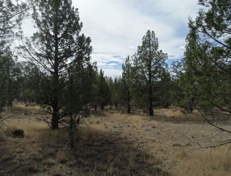 Modoc Recreational Estates Northern California Approx 1.5 Acre Land Investment! Low Monthly Payment!