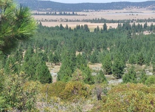 CASH SALE Discount Modoc County Approx. 1 Acre Northern California Recreational Make A One Time Full Payment and the Deed Is Yours!