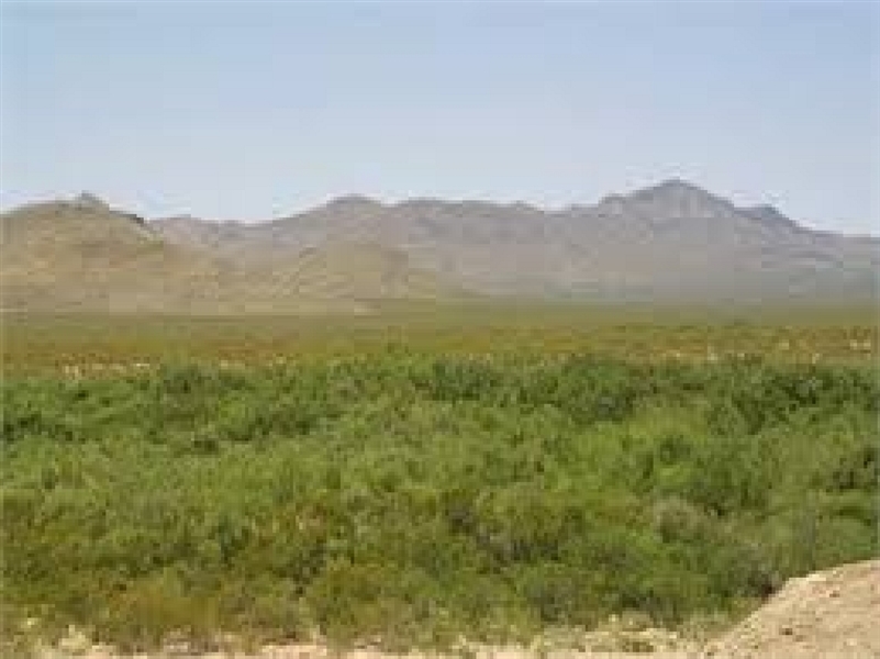 5 ACRES!! INCREDIBLE INVESTMENT! CASH SALE! FILE #7219082 STUNNING TX LAND (Vault_T)