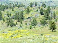 Modoc County California 0.94 Acre Lot In California Pines Subdivision! Guaranteed Financing!