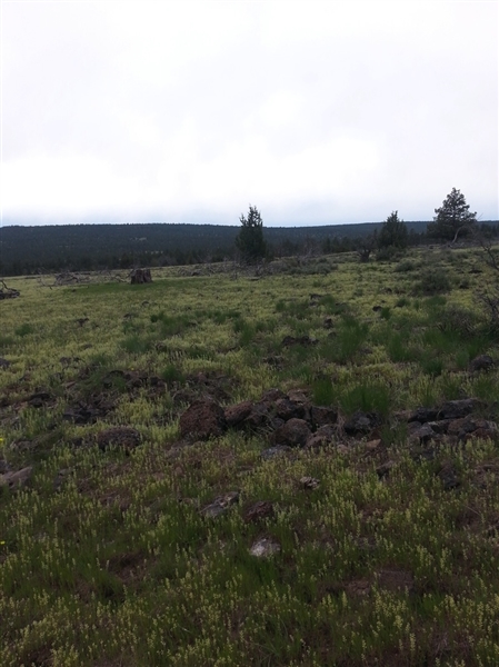 California Modoc County 1.38 Acres in California Pines Northern CA Land Financing Offered Now
