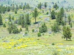 1.04 Acres California Pines Subdivision In Modoc County With Guaranteed Financing