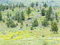 1 Acre Modoc County California Lot In Gorgeous California Pines Subdivision! Low Monthly Payments!
