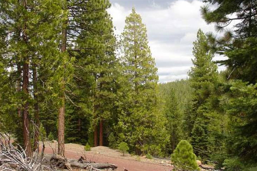 California Modoc County 1.25 Acre California Pines Property Northern CA Land! Low Monthly Payment!