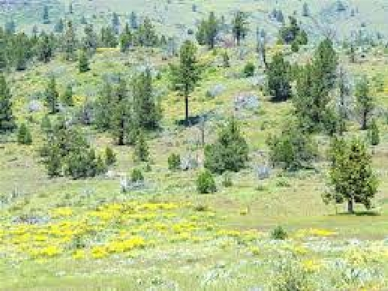 0.92 Acre Land In Modoc County California Pines Subdivision! Financed With Low Monthly Payments!