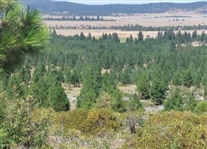 Northern California Modoc County 1.15 Acre Great Recreational Land Investment! Low Monthly Payment!