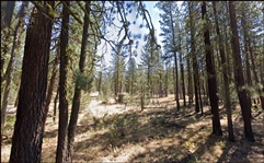 California Modoc County 0.93 Acre Property In California Pines! Low Monthly Payments!