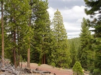 Modoc County California 0.9 Acre Lot In California Pines Subdivision with Low Monthly Payments!